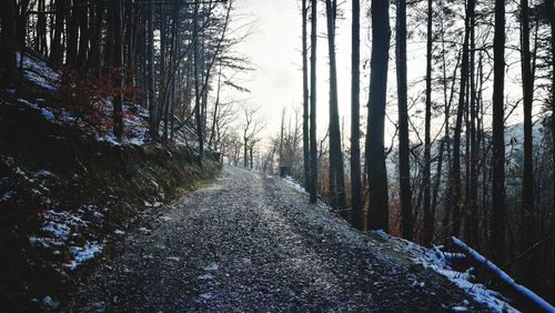 Bare trees in forest during winter