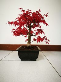 Red flower on table