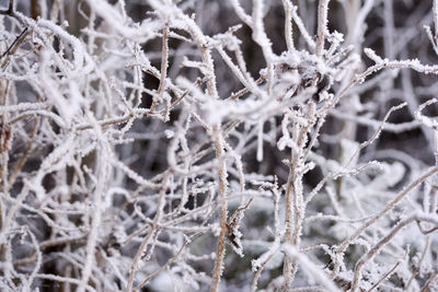 Close-up of frosted dried plants