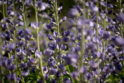 Close-up of purple flowering plants