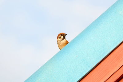 Low angle view of bird perching on roof against sky