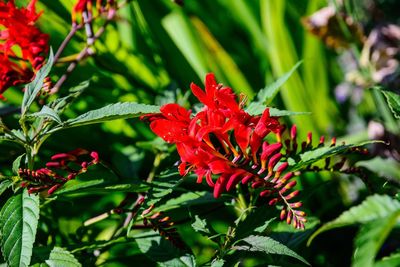 Close-up of red flowering plant