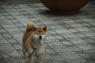 Close-up of dog