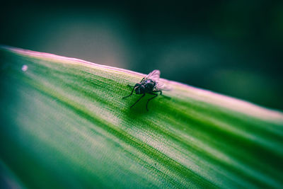 Close-up of damselfly on leaf