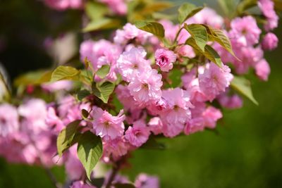 Close-up of pink flowers