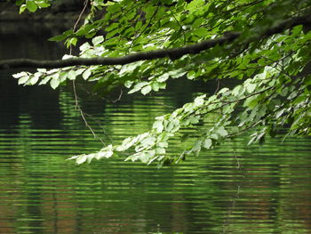 Close-up of leaves floating on lake
