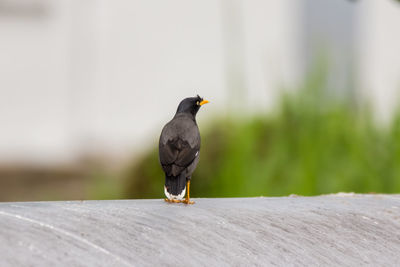 Bird perching on wooden table