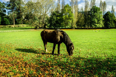 Horse standing on field against trees