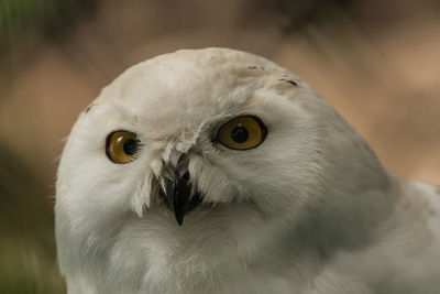 Close-up portrait of a bird