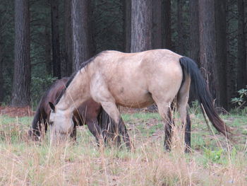 Horses in a field