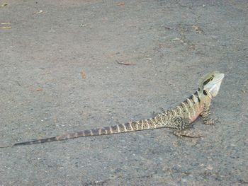 High angle view of lizard