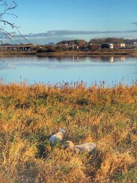 Scenic view of lake against sky