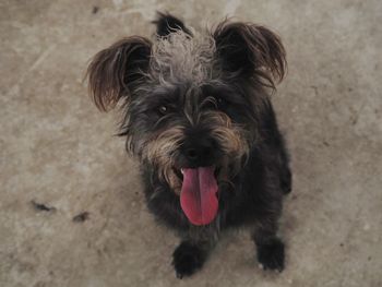 Portrait of dog