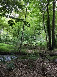 Trees in forest