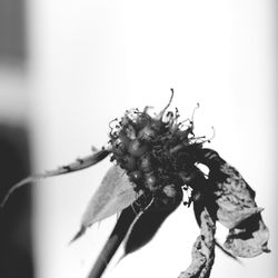 Close-up of insect on flower