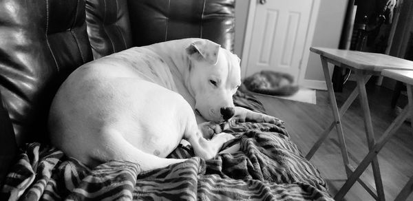 Close-up of dog resting at home