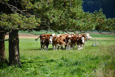 Cows on field