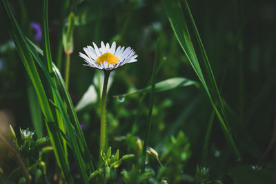 Close-up of white flowering plant