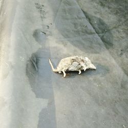 High angle view of turtle in water