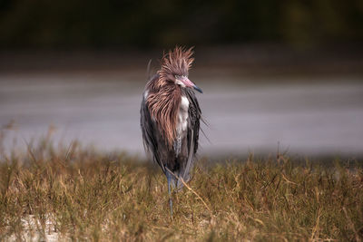 View of bird perching on grass