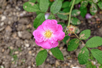 High angle view of pink flower blooming outdoors