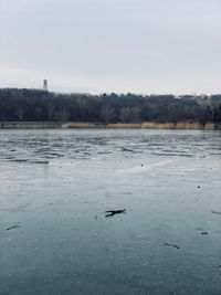 View of birds swimming in lake