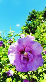 Close-up of purple flower