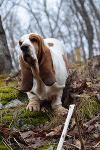 Dog looking away in forest