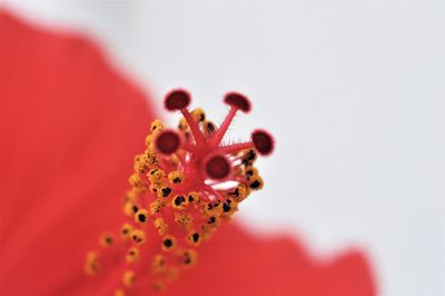 Close-up of red flower over white background