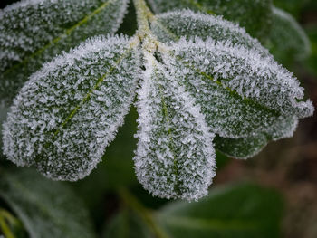 Close-up of frozen plant