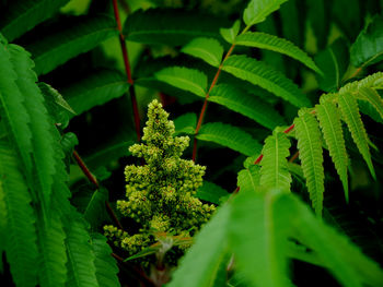 Close-up of plants at night