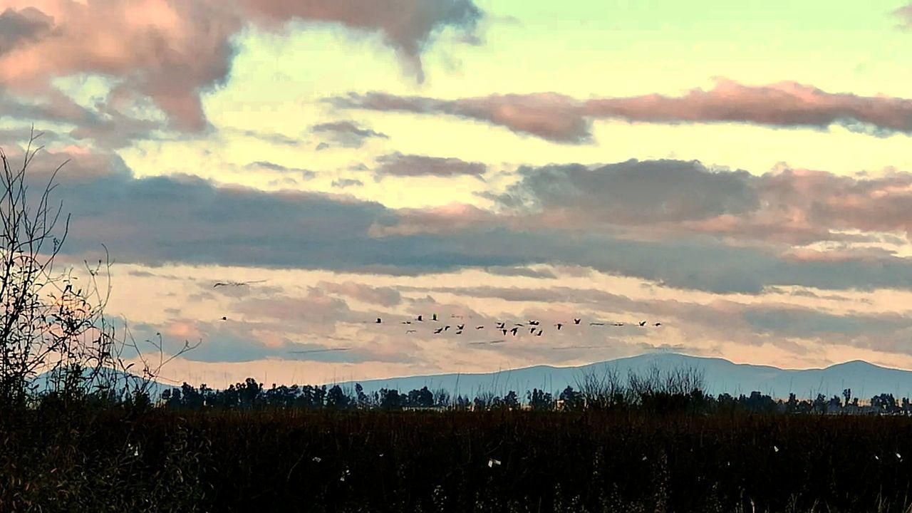 las grullas vuelan al atardecer Grullas Bird Paisaje Landscape Atardecer Sunset Sunset_collection Cuadro Birds Birds Of EyeEm  Sunset #sun #clouds #skylovers #sky #nature #beautifulinnature #naturalbeauty #photography #landscape #sunsetphotography #sky Sky Clouds Clouds And Sky