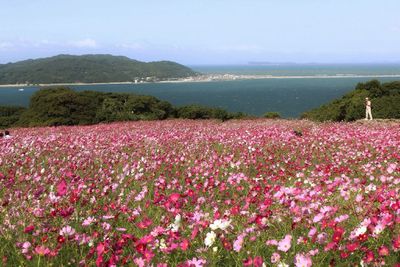 Close-up of pink flowers blooming in park