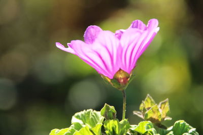 Close-up of pink flowering plant