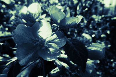 Close-up of purple flowering plant