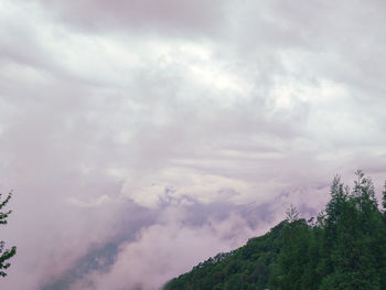 Low angle view of trees against sky