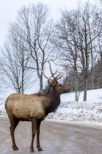 Deer standing on snow covered landscape