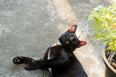 High angle view of black dog eating outdoors