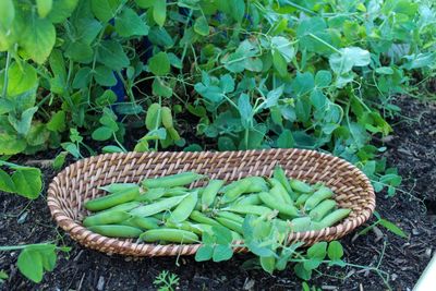 High angle view of vegetables in basket