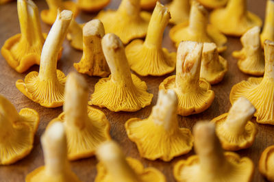 Fresh yellow vegetarian chanterelle mushroom with beautiful texture of its cap on wooden background