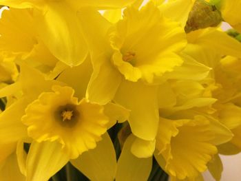 Close-up of yellow flowers blooming outdoors