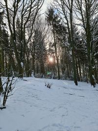 Trees on snow covered field against sky