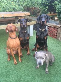 Portrait of dogs sitting on grass