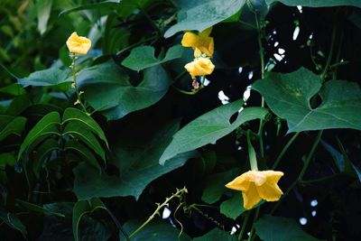 Close-up of yellow flowers blooming outdoors