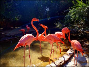 Birds on tree by water