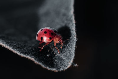 Close-up of ladybug