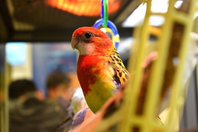 Close-up of parrot perching