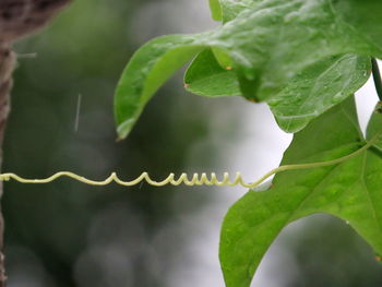 Close-up of fresh green leaves