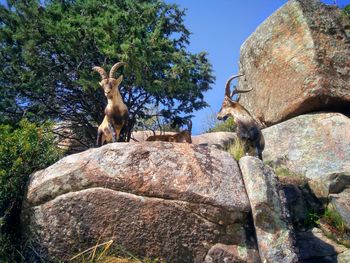 Three mountain goats on rocks