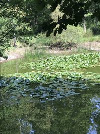 Water lily in lake